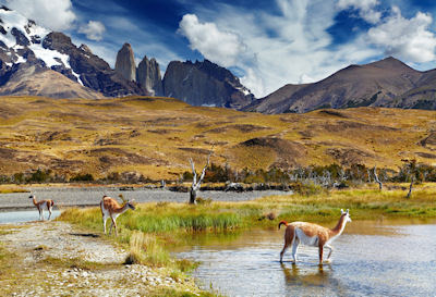 Guanacos en el Parque Nacional Torres del Paine, Chile. (Animales de la Patagonia)