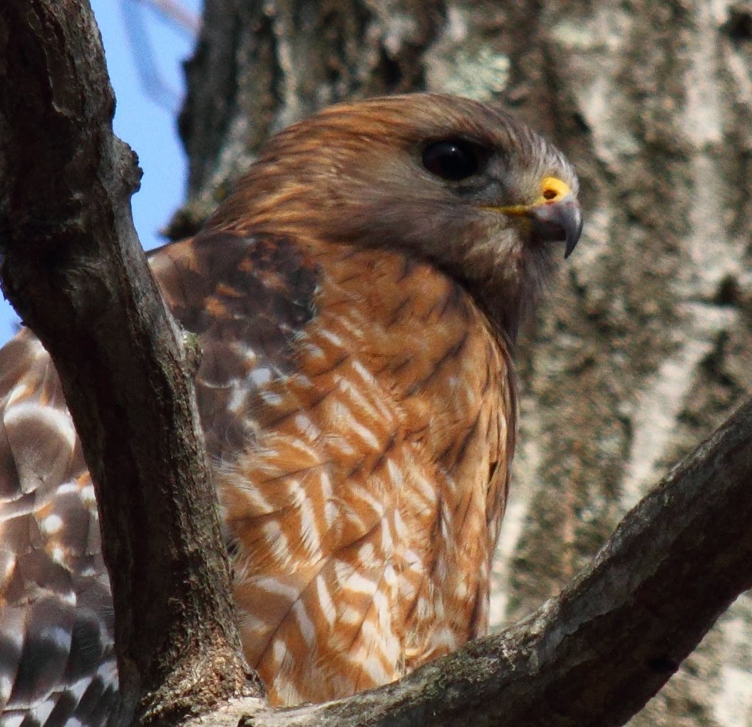 Albums 104+ Images pictures of hawks in virginia Stunning