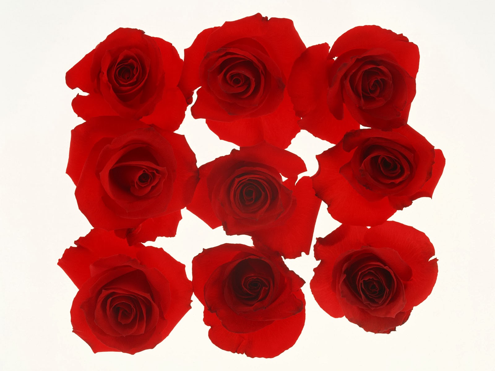 Розы пять штук. Красные розы 9 штук. Красивые цветы 9 роз. Букет роз 9 шт. Цветы 9 штук.