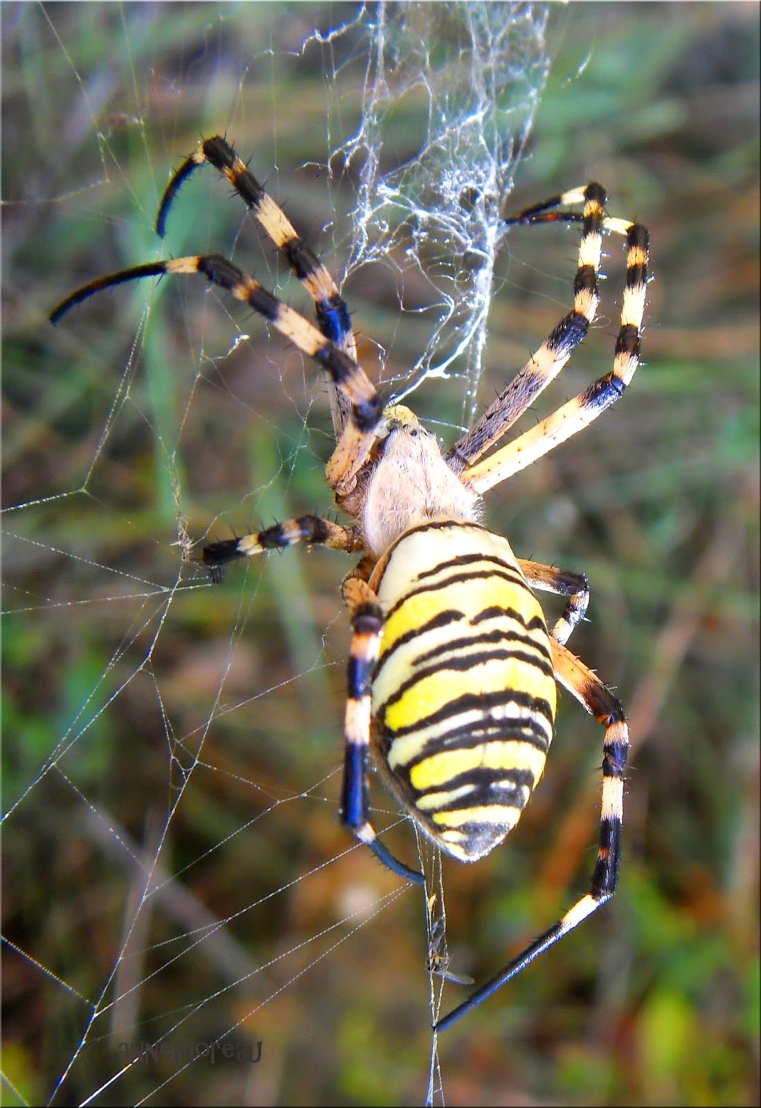 Anne MOREAU: Une bien belle araignée - l'épeire fasciée