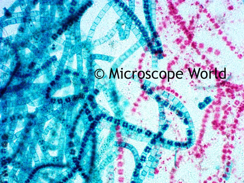Microscope World Blog: December 2012