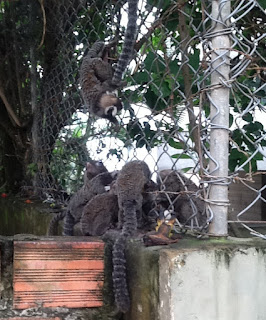brazil wildlife snapshot micos eating bananas in bahia brasil