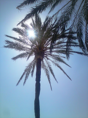 majorkańska palma