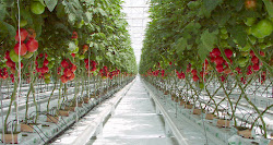 greenhouse cape eastern tunnels 2818 vegetable plastic mini mpumalanga tunnel africa south agricultural farming suppliers northern western construction east london