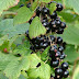 Blackcurrant Berries- Ribes Nigrum- زرشک شیریں - کالی کشمش   
