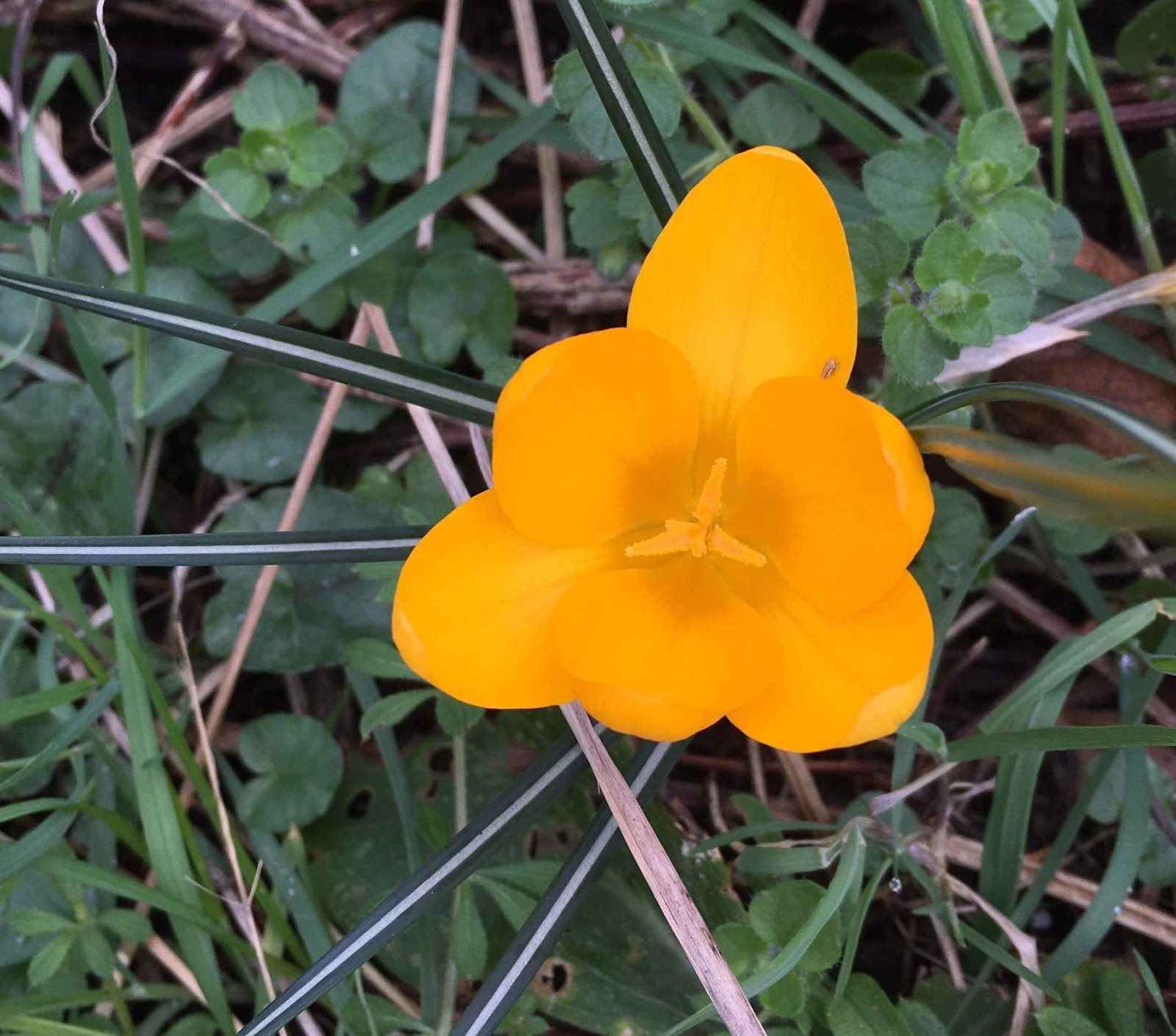 Le Choisya Oranger Du Mexique Fam Rutacees