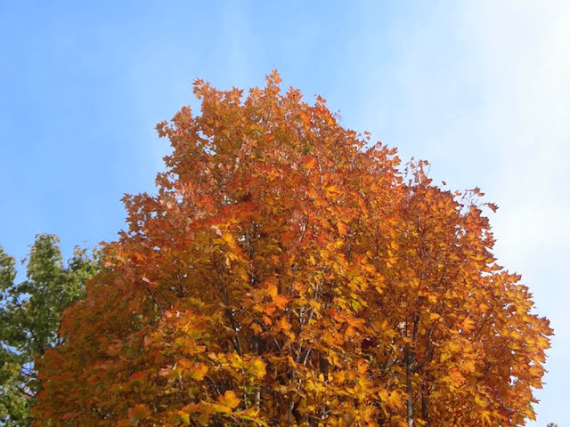 Sunny Vancouver fall day, orange foliage