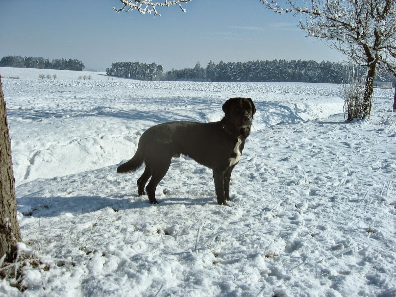 Winterlandschaft mit Hund März 2008 (c) by Joachim Wenk Winterlandschaft mit Hund März 2008 (c) by Joachim Wenk
