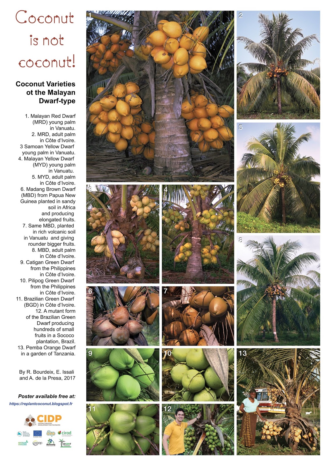 Coconut planting material for the Pacific region High definition