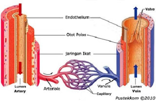 tabel perbedaan arteri dan vena,perbedaan vena dan arteri pada sistem peredaran darah,perbedaan vena dan arteri dalam bentuk tabel,sebutkan perbedaan antara pembuluh arteri dan vena,