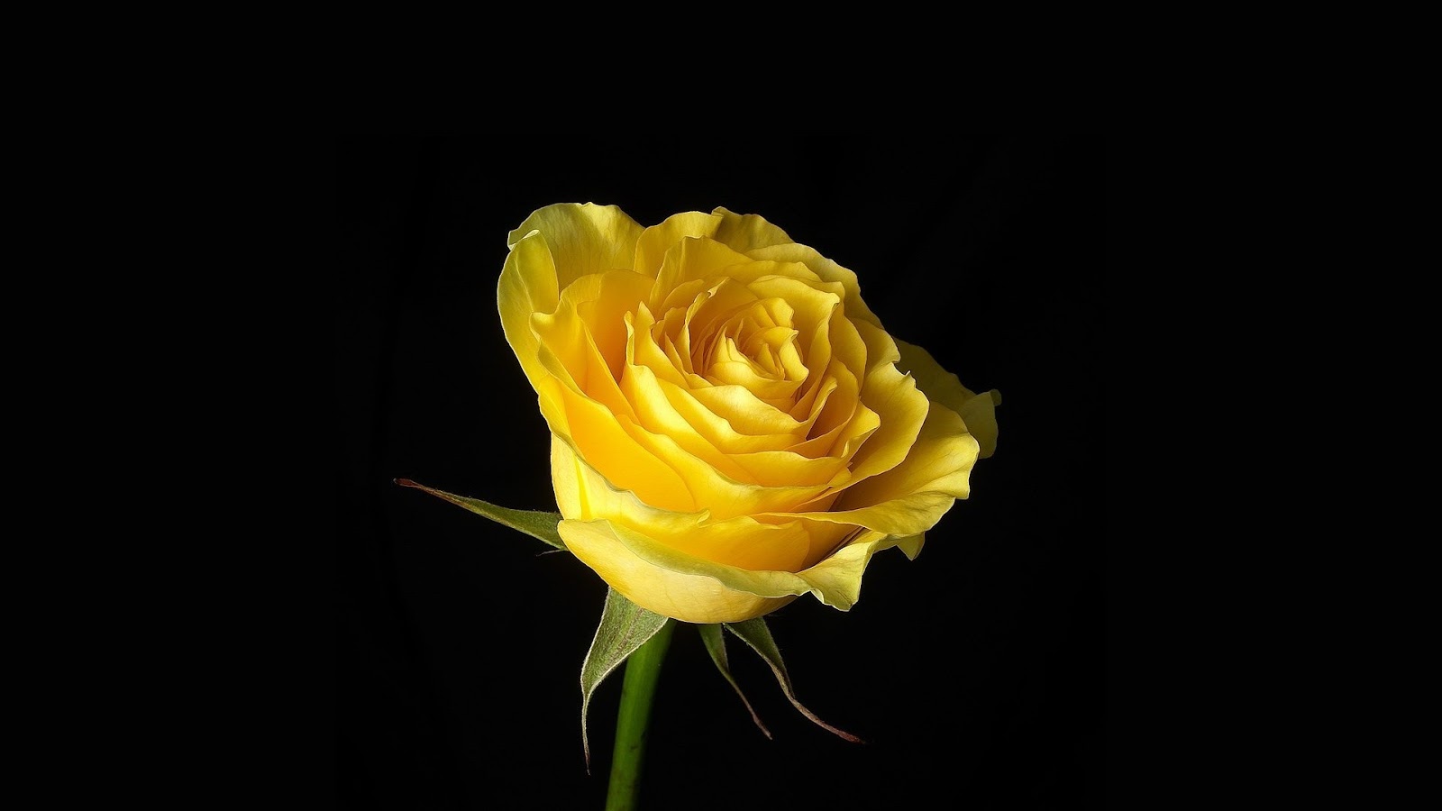 Yellow Rose Flowers Flower HD Wallpapers, Images, PIctures, Tattoos