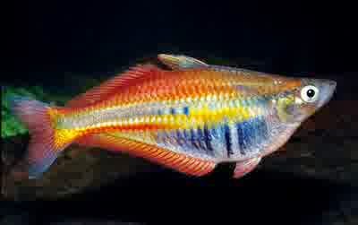 Ikan hias air tawar asli dari Indonesia