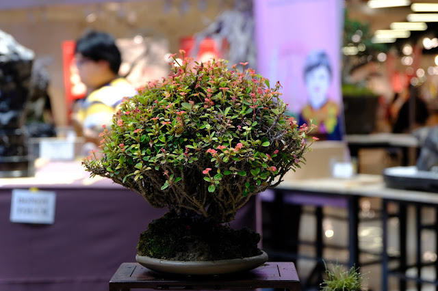 bonsai accent plant