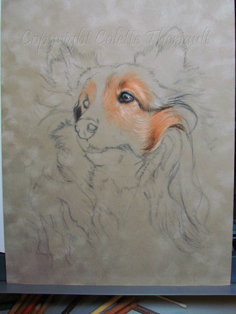 sheltie dog portrait painting progress by Colette Theriault