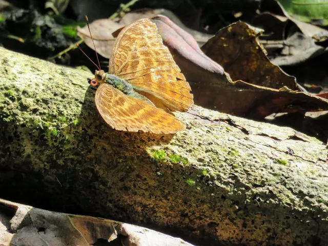 Butterfly at Kibale Forest Camp in Western Uganda