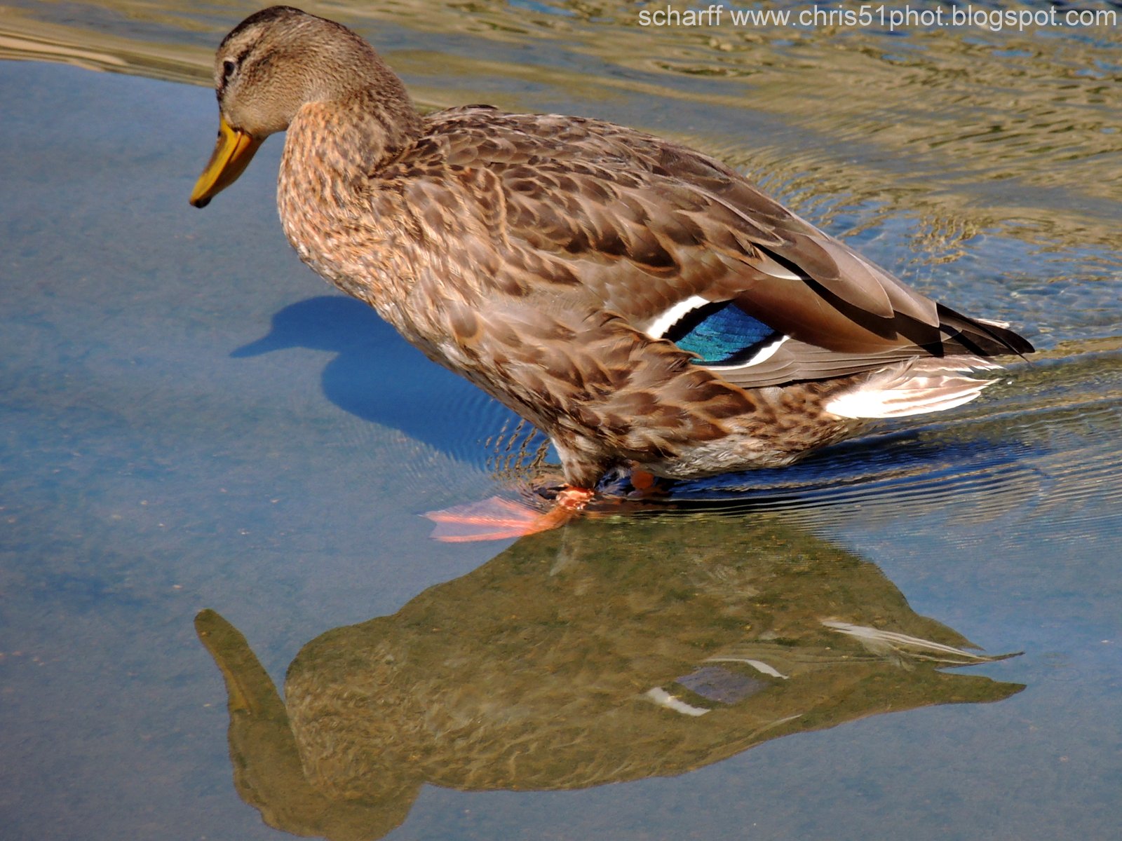 photosnature et pol cane colvert se