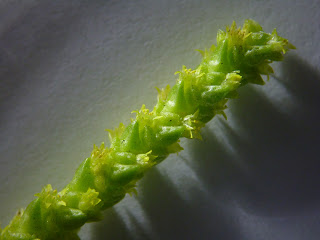 Crassula muscosa var. pseudolycopodiodes Flowers