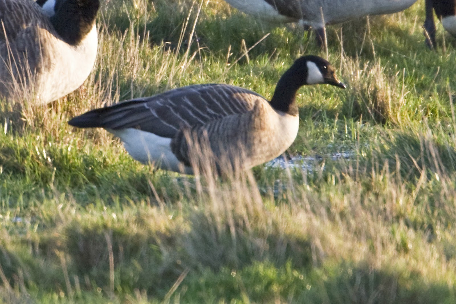 PETER'S PORTFOLIO..............Bird & Wildlife Photography Lesser Canada Goose