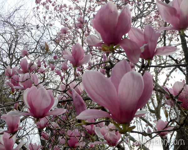 Pink Magnolia Blossoms Photo by Aquariann