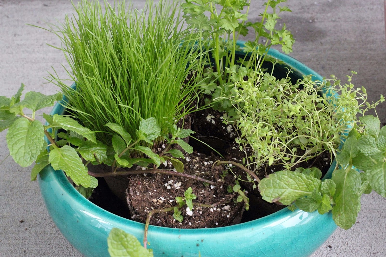 borrowed heaven DIY Indoor Cat Garden