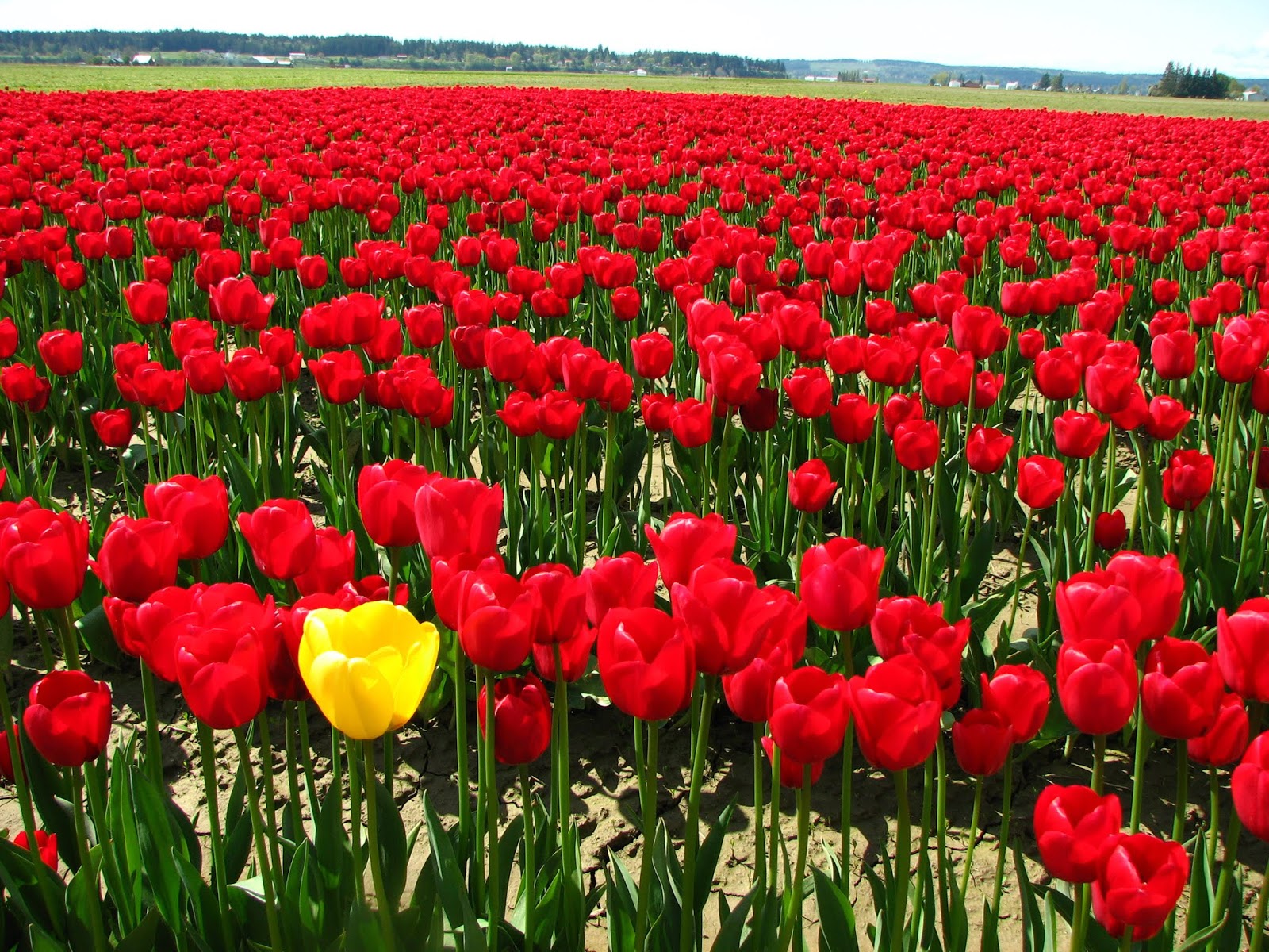 اجمل الورود في العالم الحمراء اللون
