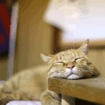 neko