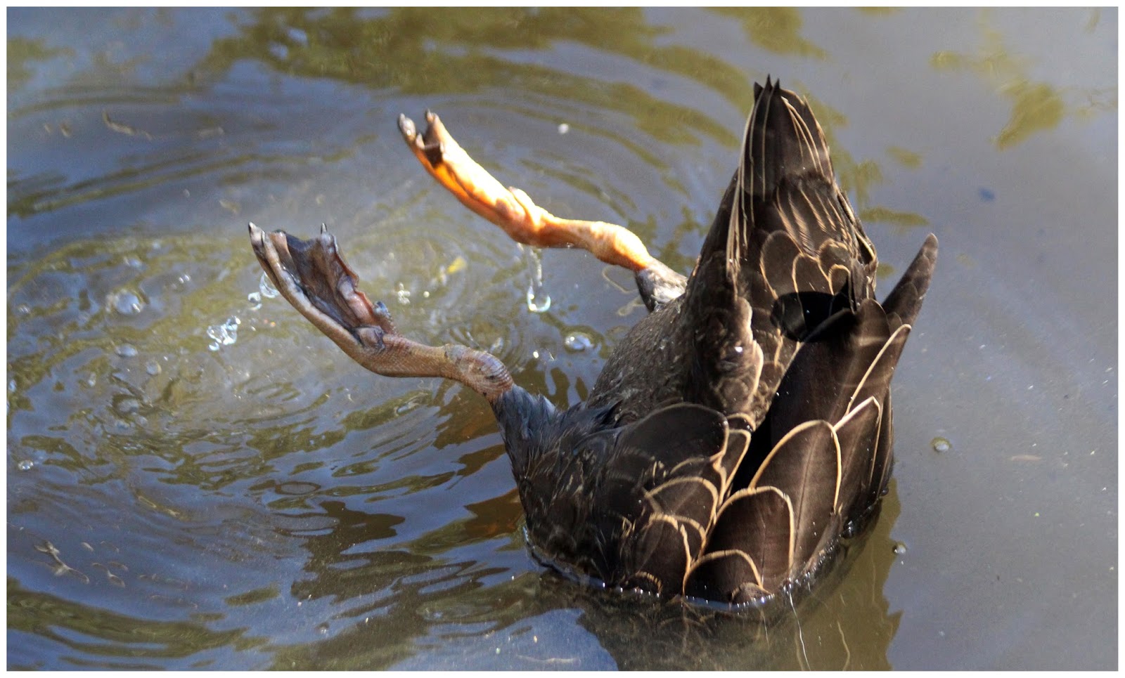 Susan snaps a project 365 July 6. Day 187. Head down. Bum up