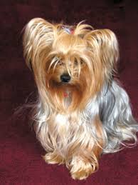 Köpek Türleri: Süs Köpekleri