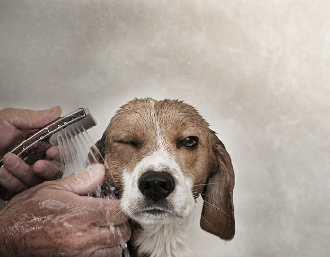 Notes from the Pack - a dog blog. Beautiful Beagle photos by Shingo Uchiyama.