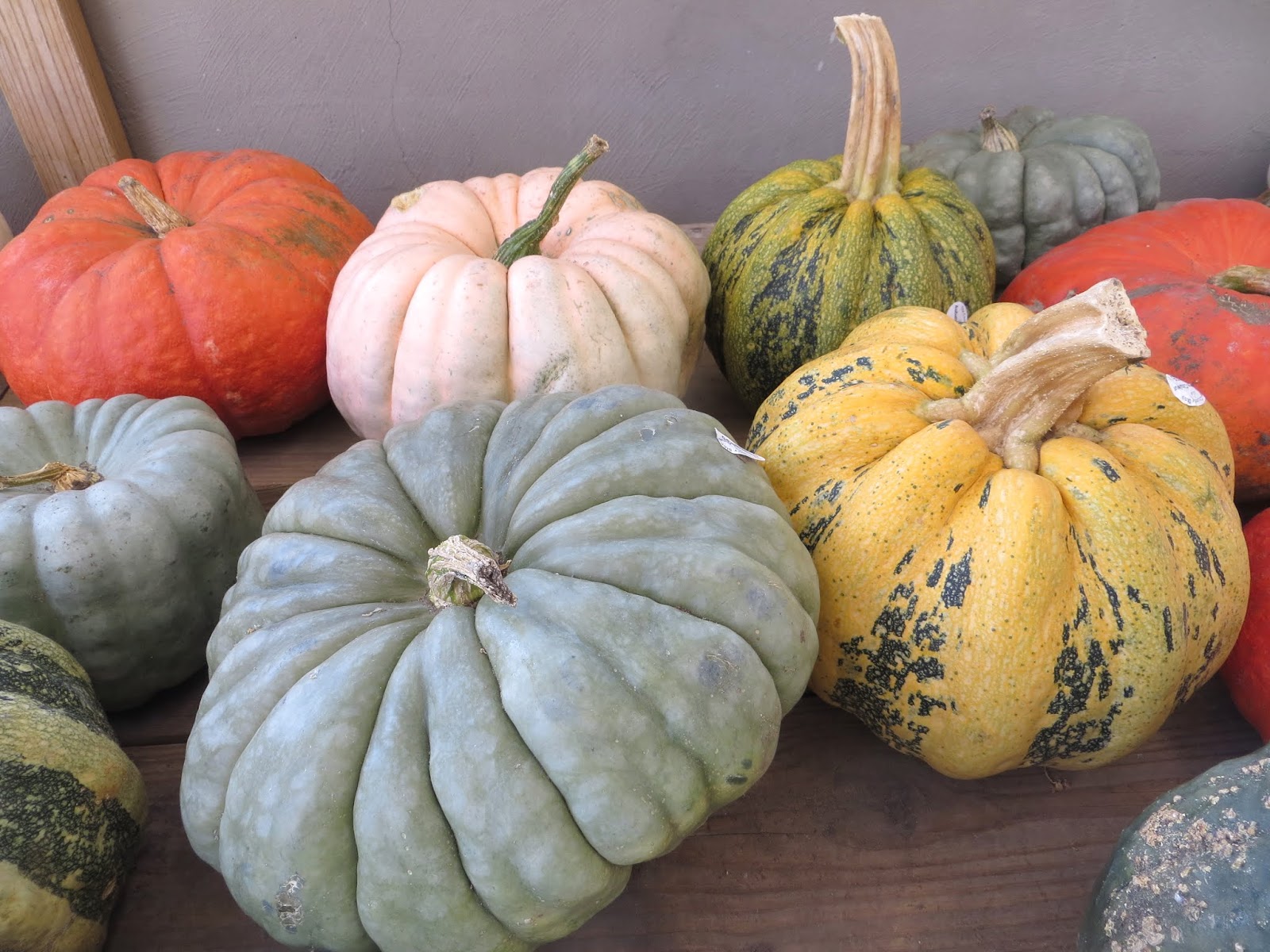Justine S Halloween Gorgeous Gourds Menards Halloween Part 2