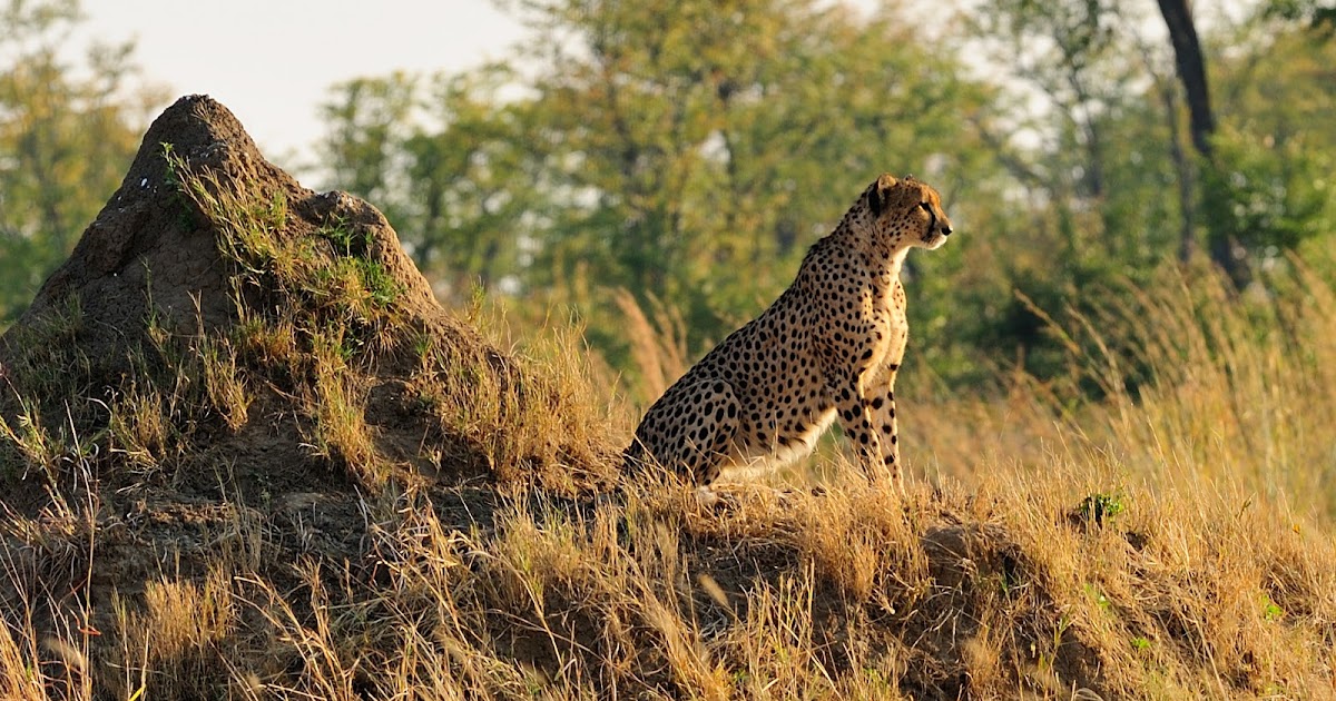 Vantage One Credit Union >> Scientists urge endangered listing urged for cheetahs - The Archaeology News Network Vantage One Credit Union >> Scientists urge endangered listing urged for cheetahs - The Archaeology News Network