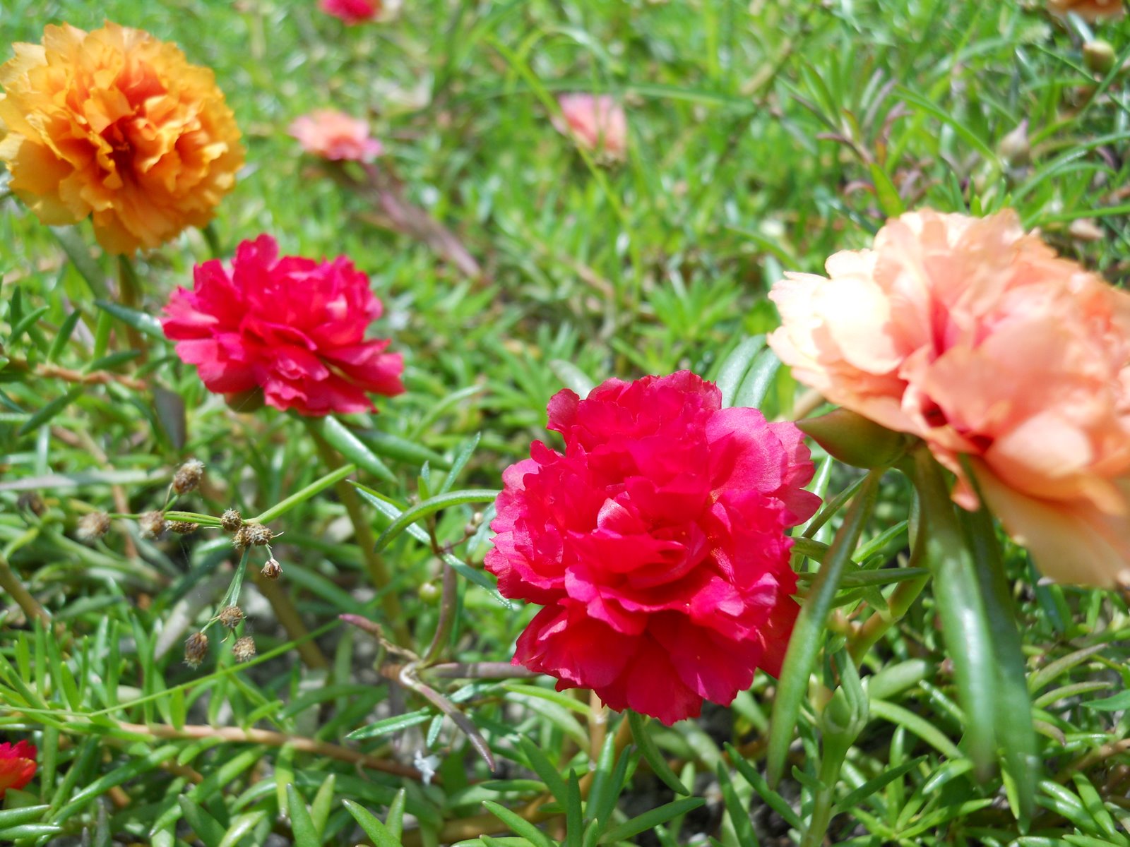 Journey of My Gardening My Beautiful Japanese Rose