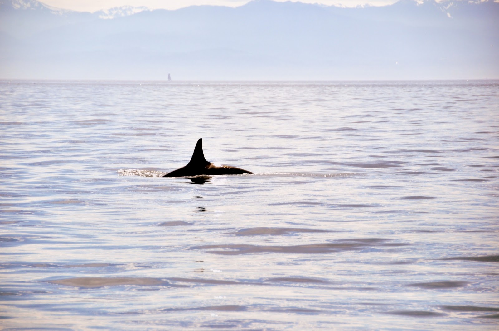 Veater Family: Explore: Whale Watching Through the San Juan Islands!