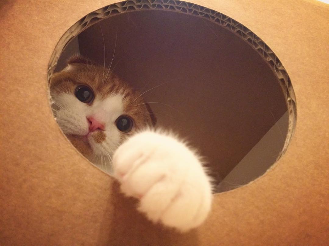 강지영네 고양이 인스타계정 팔로한 구하라 | 인스티즈