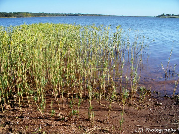 My Photography Stroud Lake Views
