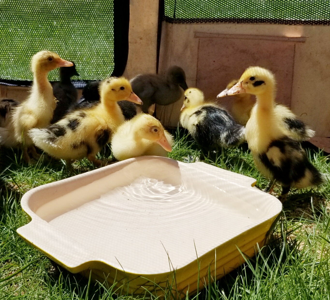 Best Ever MessFree No Fuss Duckling Brooder Fresh Eggs Daily® with