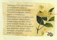 sabugueiro