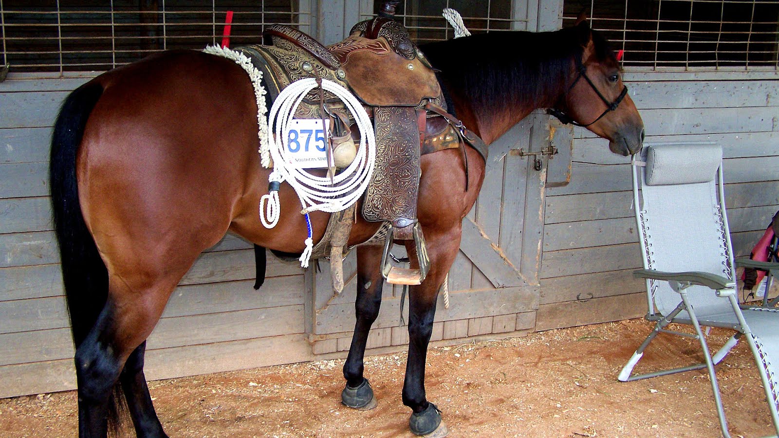 Roping Horse For Sale Horse Choices