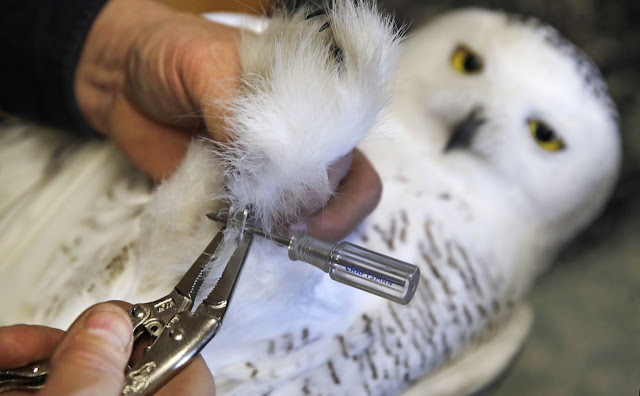 Snowy owl numbers far lower than once thought Snowy owl numbers far lower than once thought