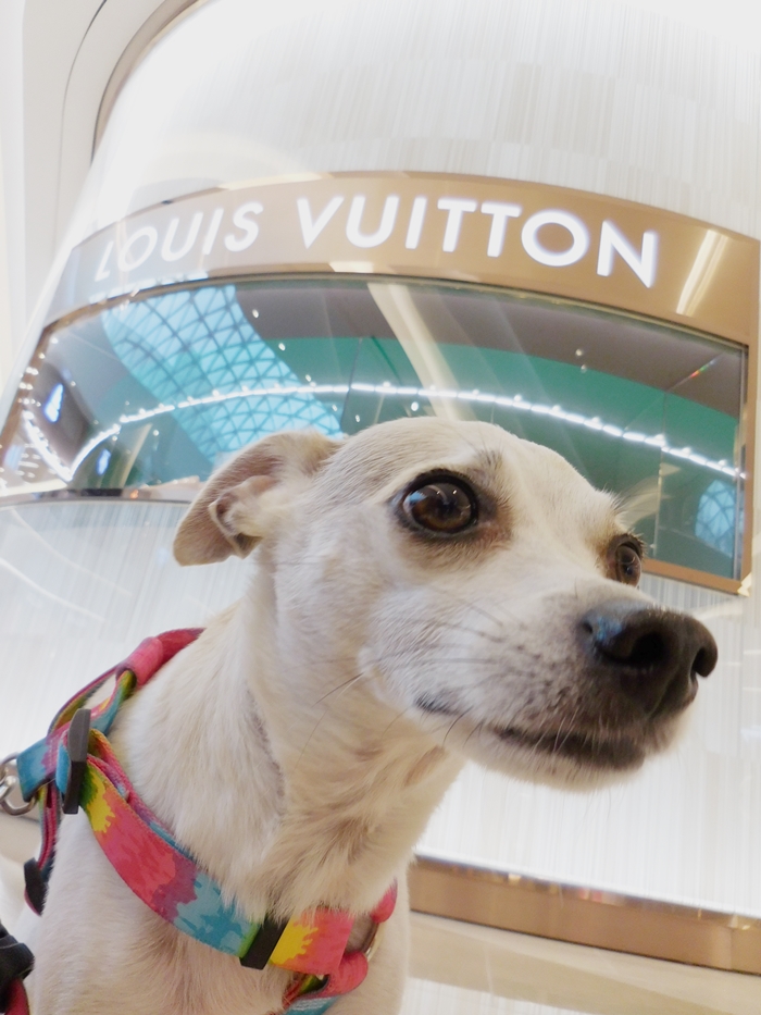 Korea's First Dog Friendly Mall Starfield Hanam — HAPPYHAZEL