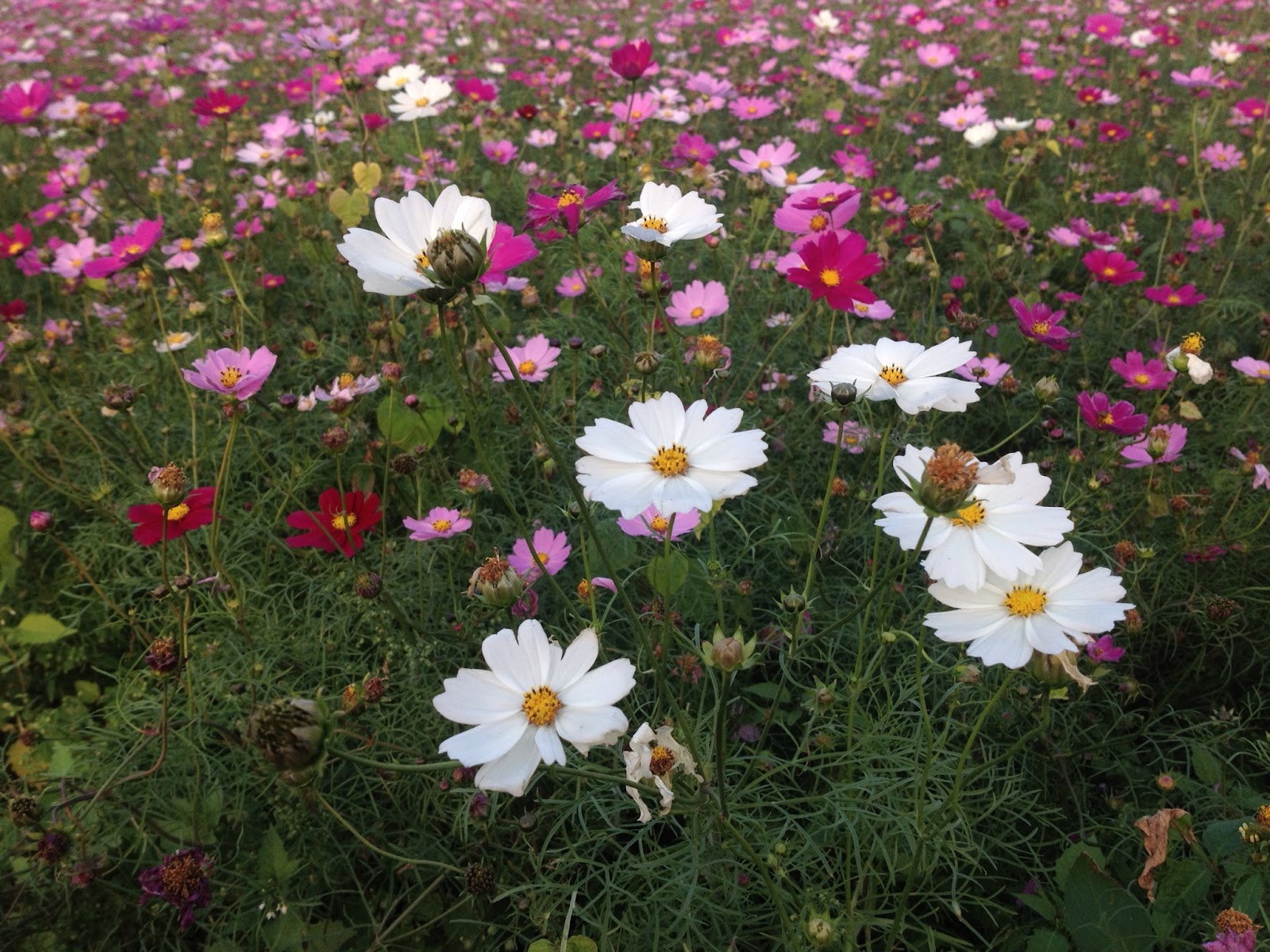 自由的風 Lytro 波斯菊波斯菊花語 永遠快樂 少女的純情 學術