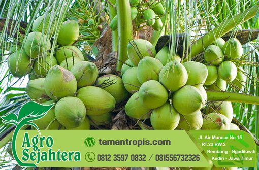 Benih Kelapa Matag Mardi