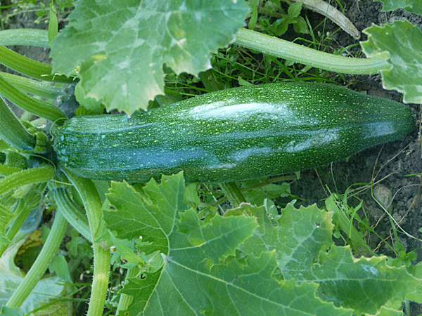 squash, zucchini, growing zucchini, how to grow zucchini, how to start growing zucchini, guide for growing zucchini, growing zucchini organically, growing zucchini organically in home garden, growing zucchini in home garden