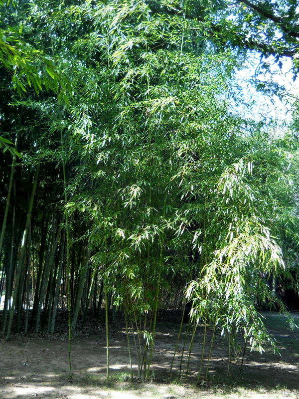 Bill's Big Bamboo A MORE "EXOTIC" BAMBOO IN MY GARDEN