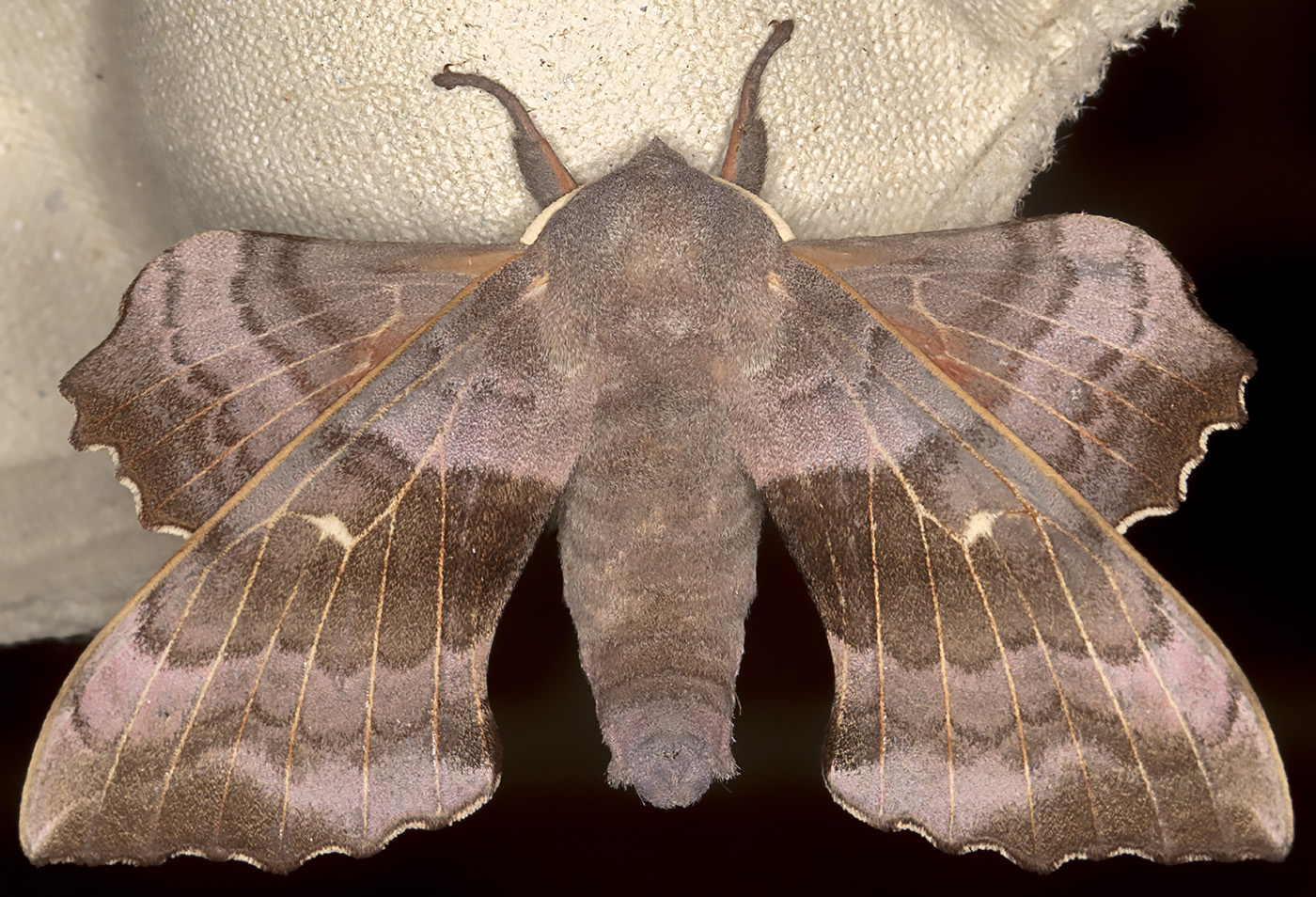 Two Hawkmoths Naturally