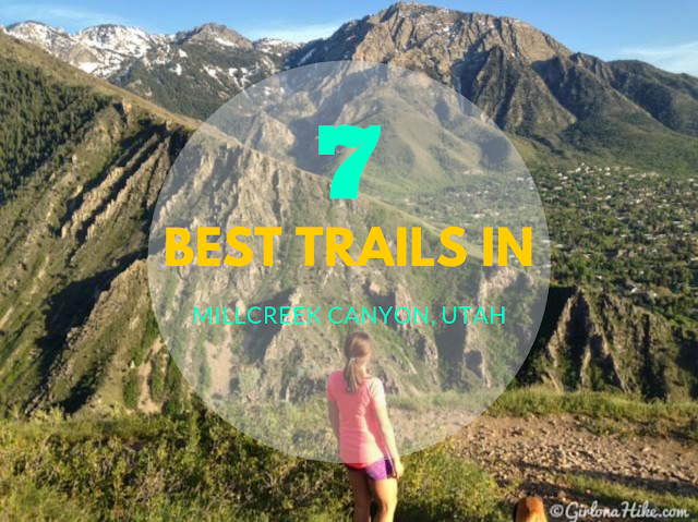 The 7 Best Trails in Millcreek Canyon, Hiking in Utah with Dogs