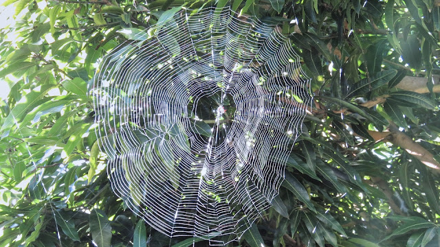 Spider Spinning a Web