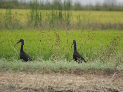 Sacramento National Wildlife Refuge