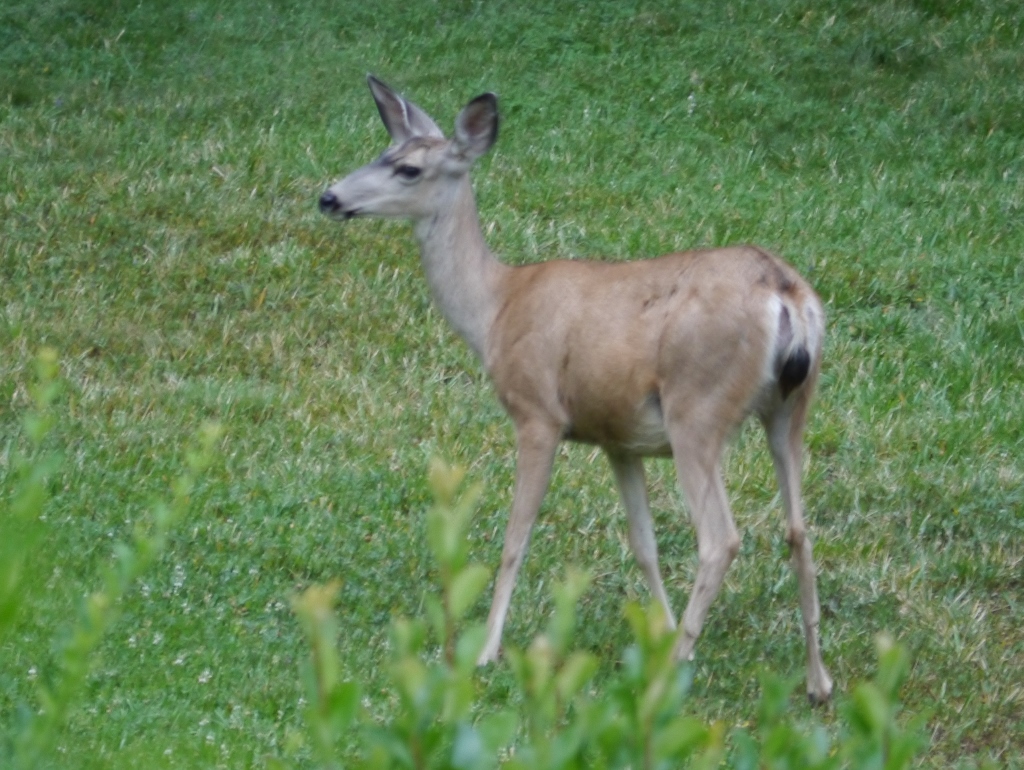 Best Western PLus Yosemite Gateaway Inn Oakhurst Mule Deer