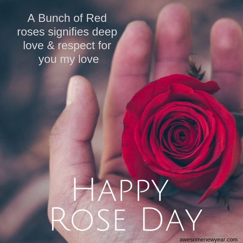 Beautiful Rose Day Quotes to share with your Love on Valentines Day